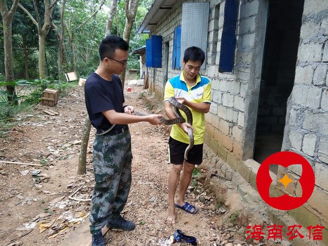 【最美農(nóng)信人】用行動演繹“勇當(dāng)先鋒，做好表率”------記儋州農(nóng)信社扶貧專干 吳秀堂