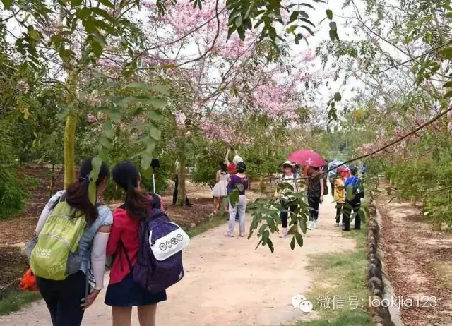 塔洋鎮(zhèn)裕山村變形記——記海南省農(nóng)信社金融助力鄉(xiāng)村振興