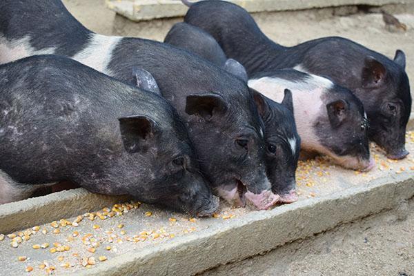 瓊中嶺門村整合資金、盤活資源發(fā)展特色產(chǎn)業(yè) “抱團(tuán)”興產(chǎn)業(yè) 脫貧勁不松
