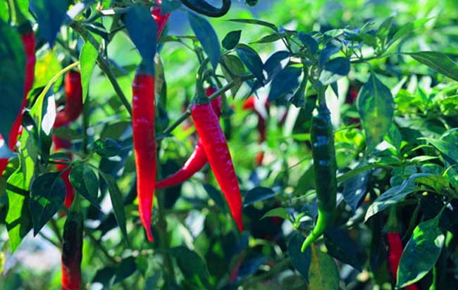 瓊中嶺門村整合資金、盤活資源發(fā)展特色產(chǎn)業(yè) “抱團(tuán)”興產(chǎn)業(yè) 脫貧勁不松