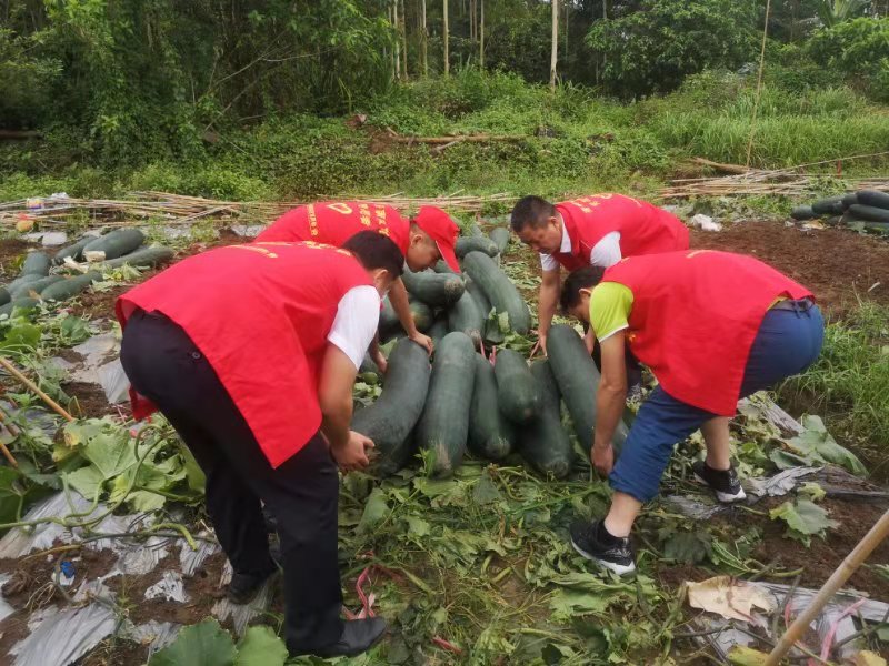臨高農(nóng)商銀行團(tuán)總支深入頭文村開展“我為群眾辦實(shí)事”志愿服務(wù)活動(dòng)