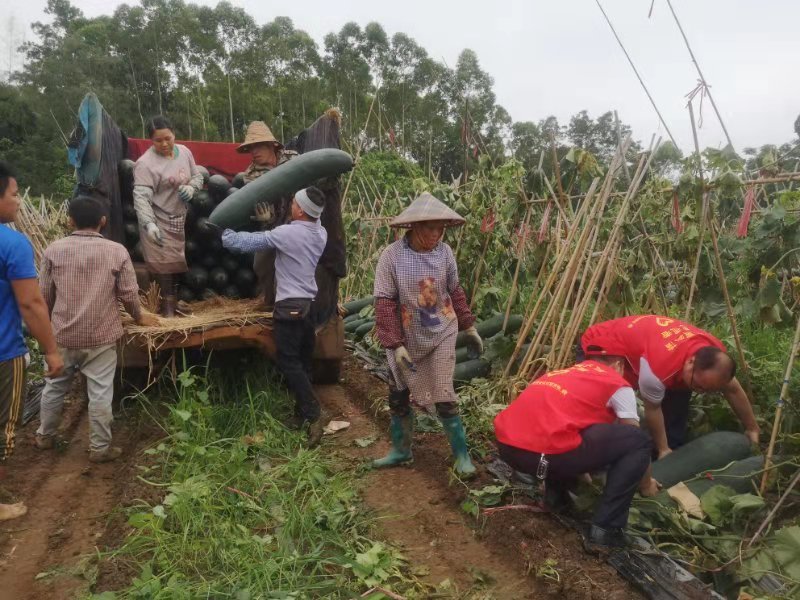 臨高農(nóng)商銀行團(tuán)總支深入頭文村開展“我為群眾辦實(shí)事”志愿服務(wù)活動(dòng)
