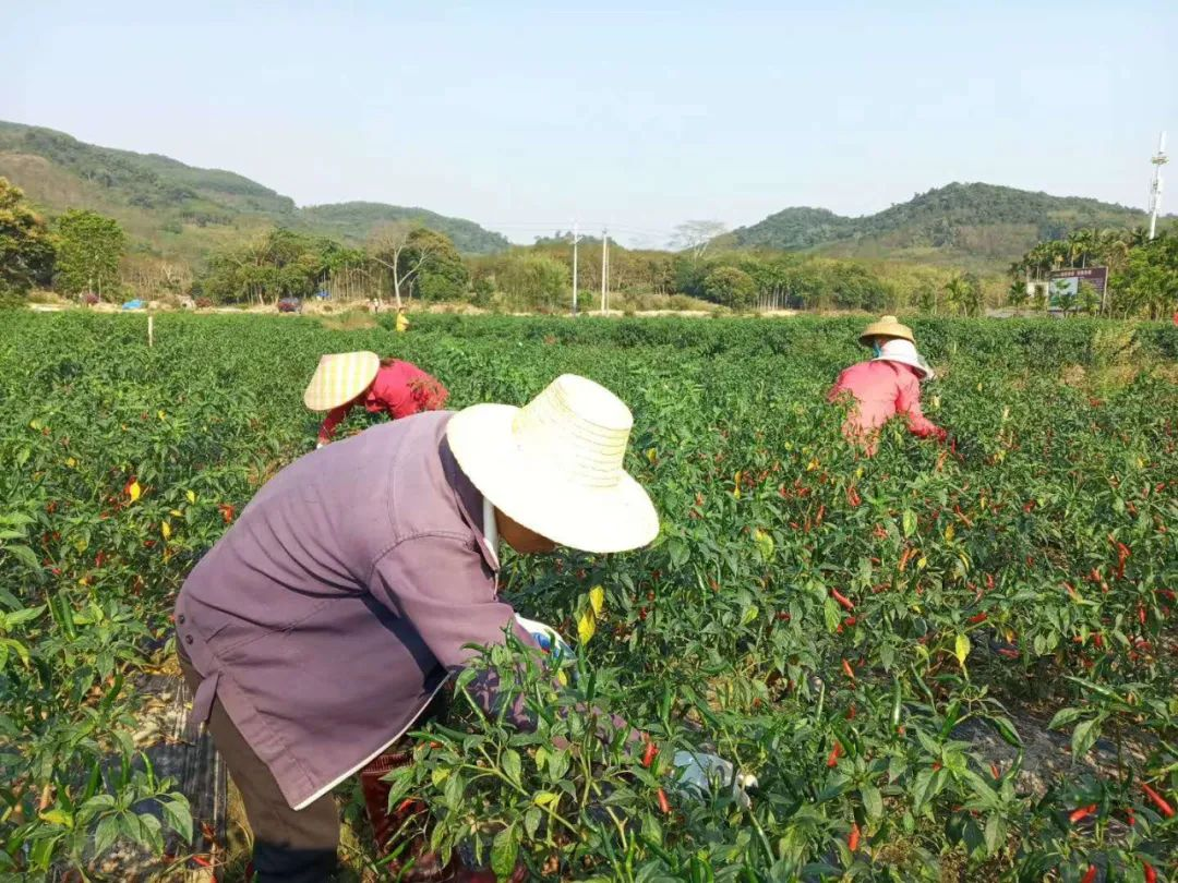 海南為民辦實事：農(nóng)村小額貸款貼息助力農(nóng)戶實現(xiàn)“借雞生蛋”