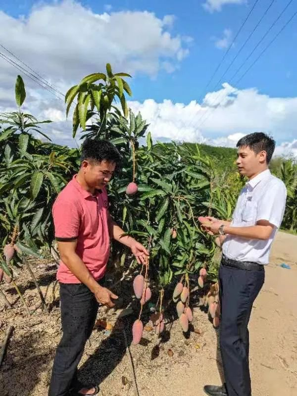 在三亞的大山里，這群人忙著幫村民采摘“致富花”