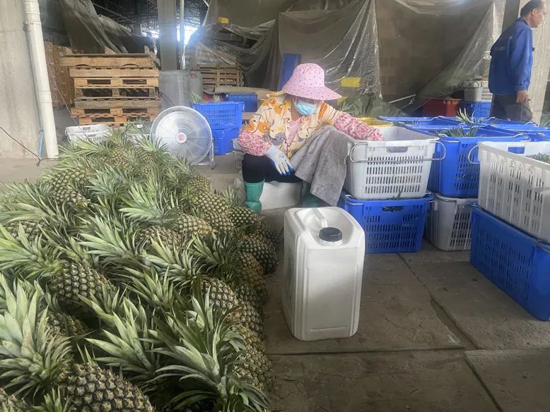 推進信用村建設、惠農(nóng)助企…… 看海南農(nóng)信如何保障普惠金融供給