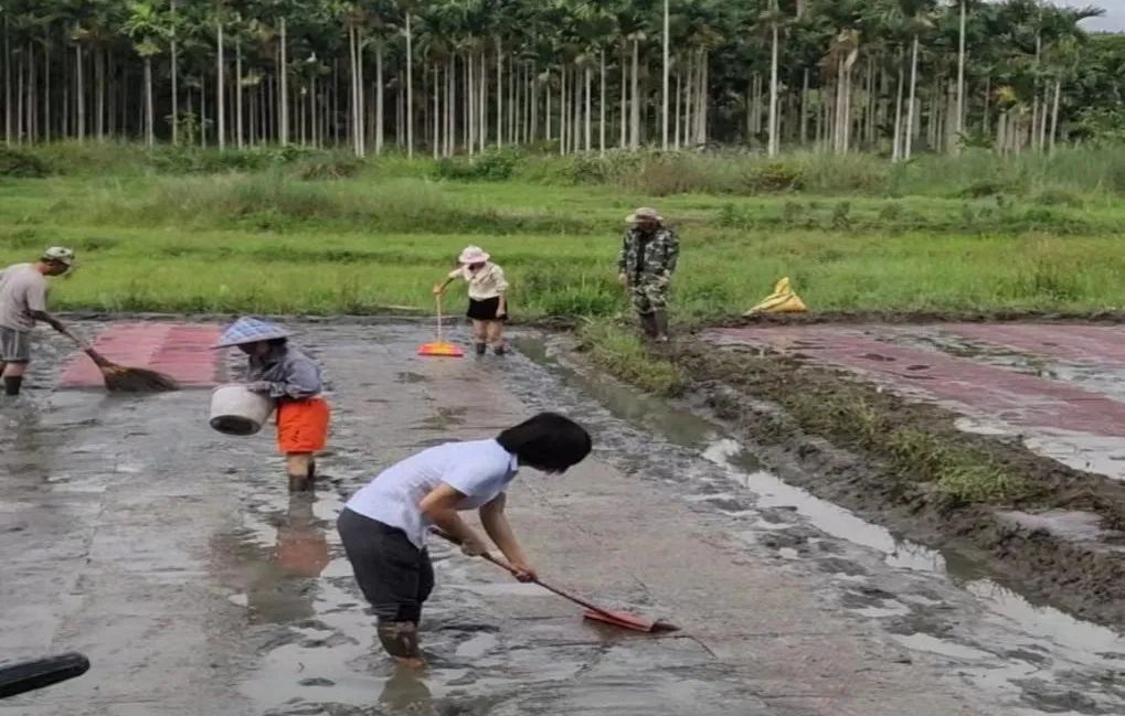 鐘春靈：盛開在黎寨里的紅三角梅