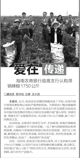 海南農(nóng)商銀行臨高支行認(rèn)購(gòu)滯銷(xiāo)辣椒1750公斤