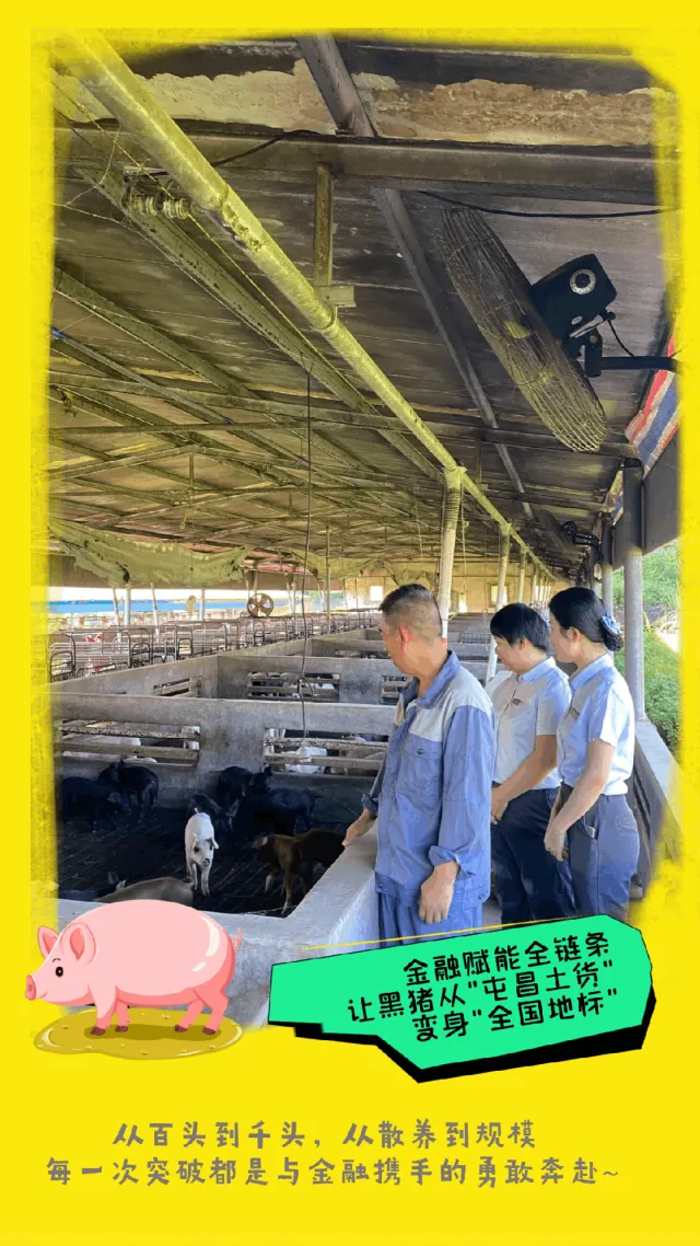 屯昌支行：金融“飼料”育肥黑豬產(chǎn)業(yè)，“貸”動鄉(xiāng)村振興！