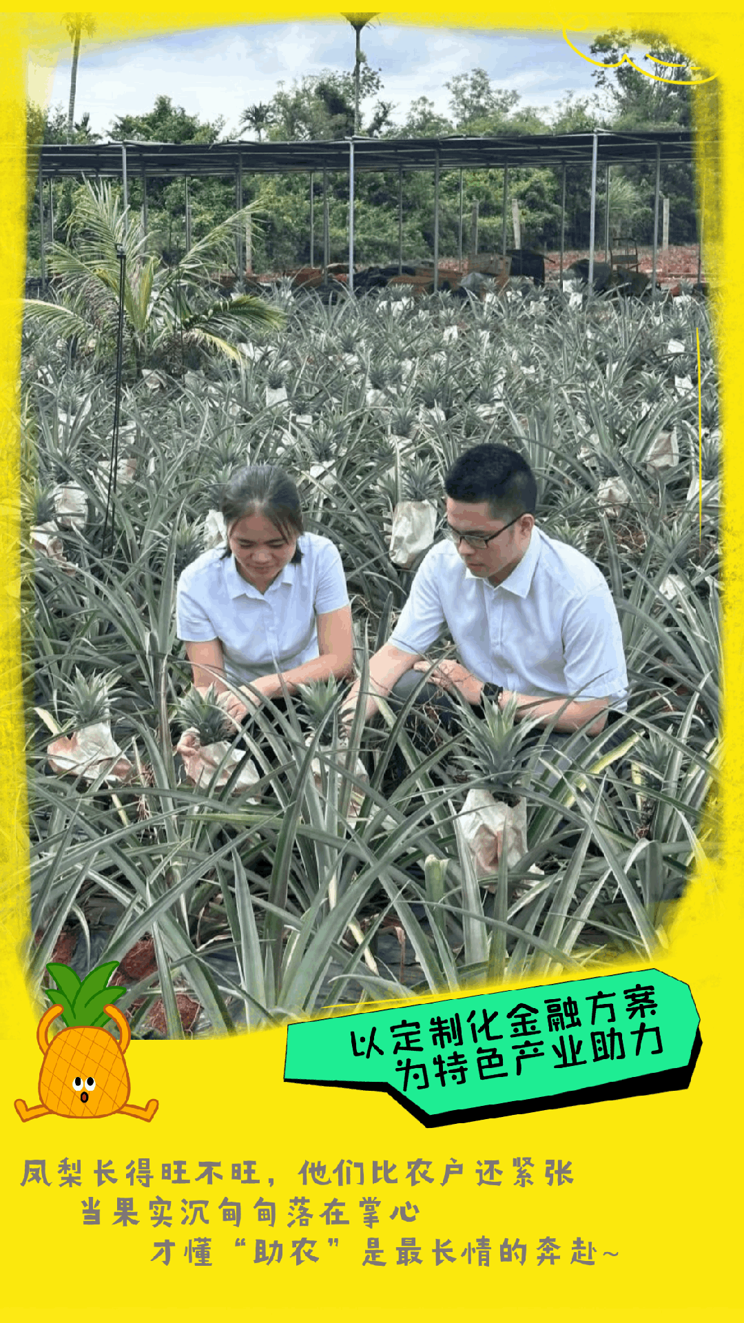 澄邁支行：金融賦能鳳梨產(chǎn)業(yè)一路生花