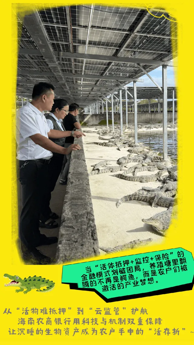 東方支行創(chuàng)新模式激活鱷魚產(chǎn)業(yè)