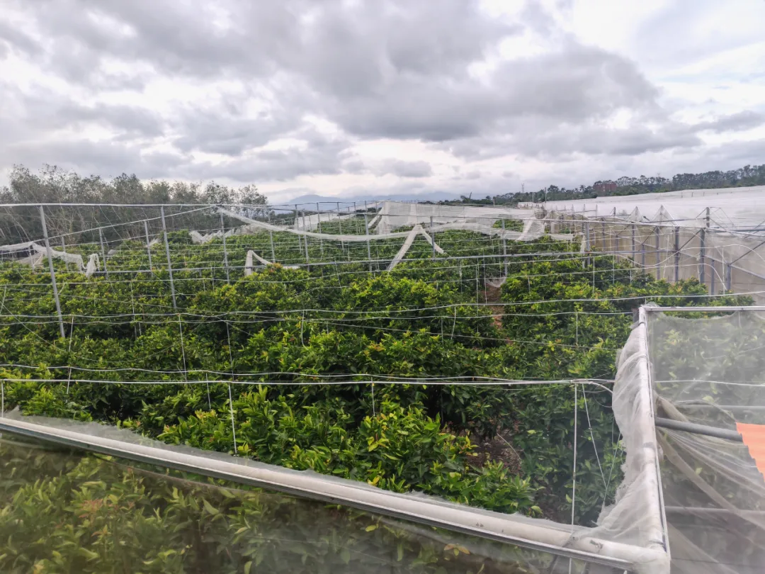 開通信貸 “綠色通道” 陵水支行為受災(zāi)客戶注入復(fù)工復(fù)產(chǎn) “強(qiáng)心劑”