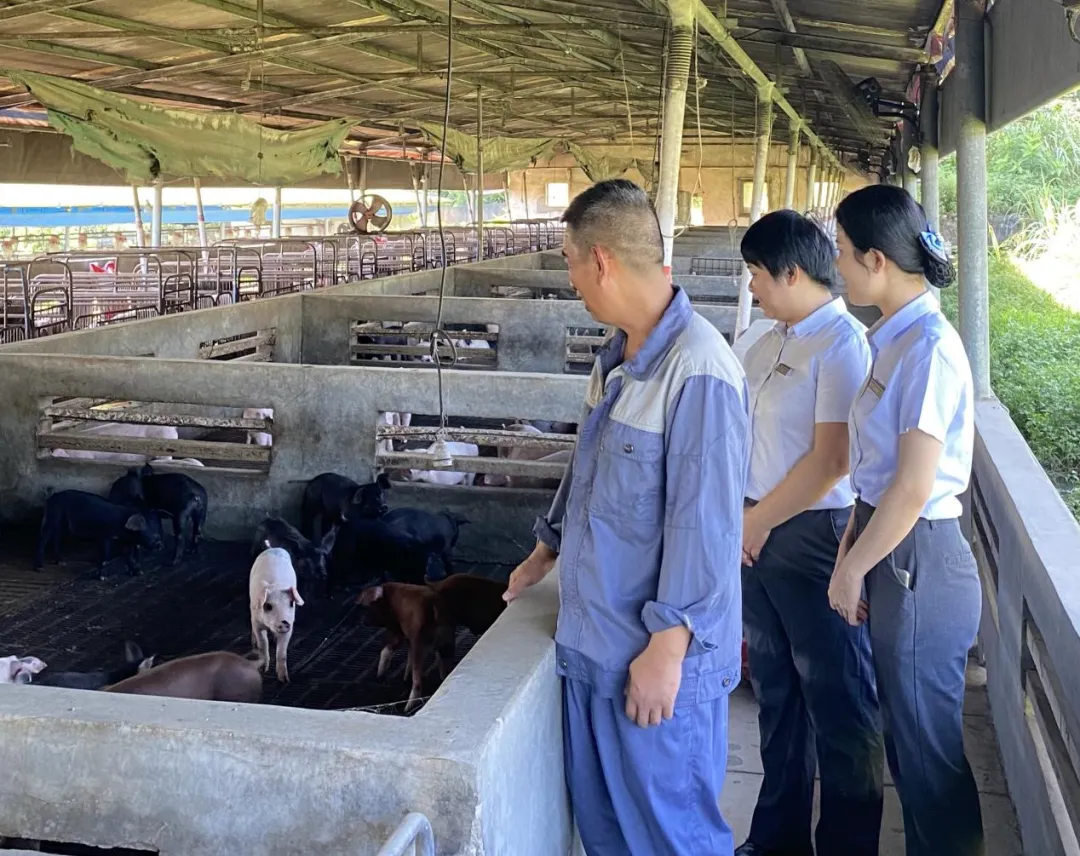 屯昌支行“豬保貸”精準(zhǔn)賦能 為黑豬產(chǎn)業(yè)注入金融活水