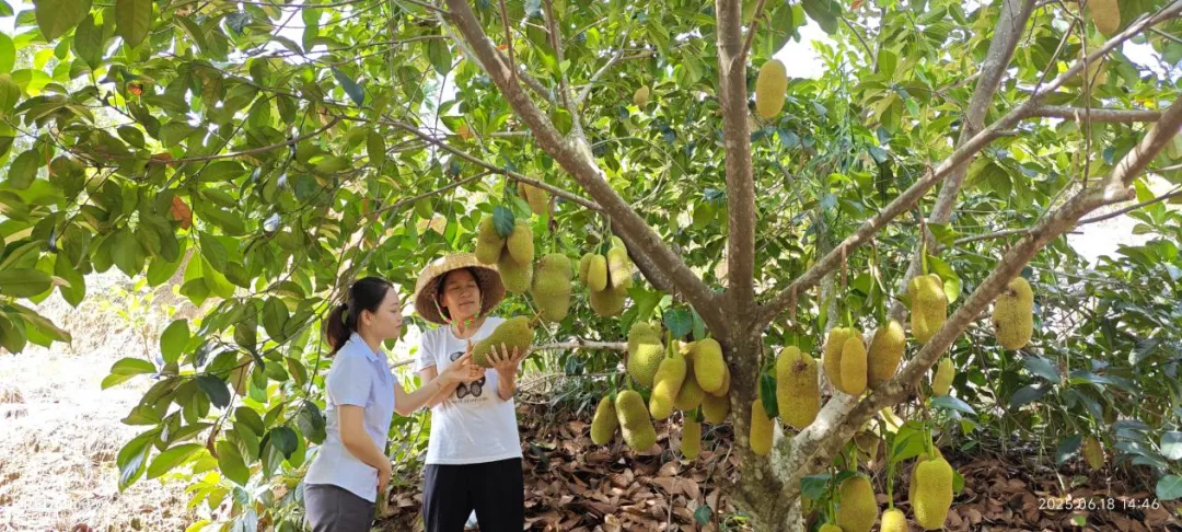 保亭支行奮楫自貿(mào)港建設(shè)新征程